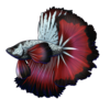 Betta: Copper Koi Rosetail